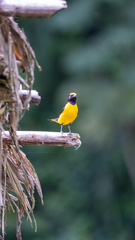 Euphonia xanthogaster
