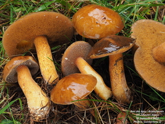 Suillus plorans