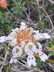 Stylidium crossocephalum