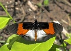 Pseudacraea eurytus eurytus