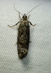 Retinia gemistrigulana