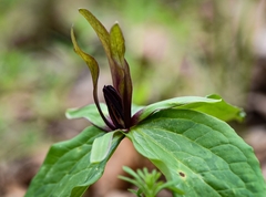 Trillium viridescens