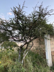 Vachellia schaffneri
