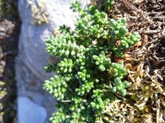 Sedum brevifolium