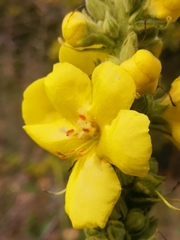Verbascum densiflorum
