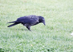 Corvus cornix × corone