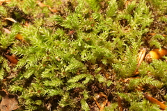 Mnium hornum