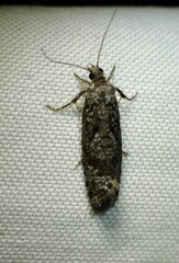 Retinia gemistrigulana