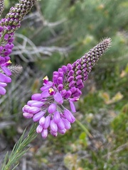Comesperma virgatum
