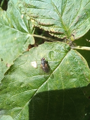 Muscoidea
