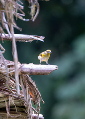 Euphonia xanthogaster