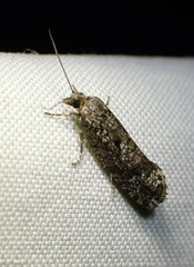 Retinia gemistrigulana