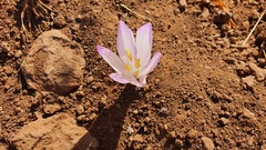 Colchicum persicum