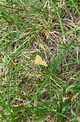 Sitochroa verticalis