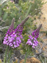 Comesperma virgatum