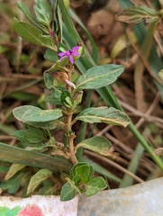 Cuphea hyssopifolia
