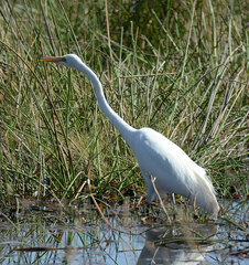 Ardea alba melanorhynchos