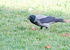 Corvus cornix