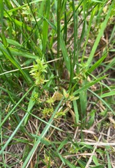 Sitochroa verticalis