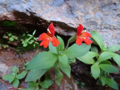 Erythranthe verbenacea