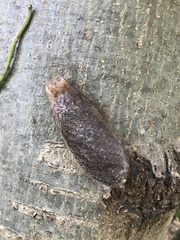 Saturnia pyri