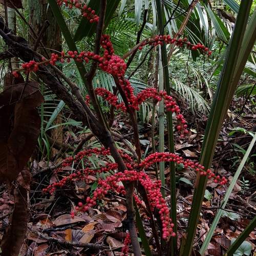 Image of Licuala ferruginea by (c) pbsg, some rights reserved (CC BY)