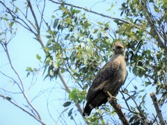 Buteogallus meridionalis