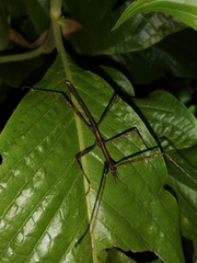 Parapachymorpha dentata