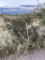 Vachellia schaffneri