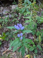 Gentiana saponaria