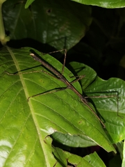 Parapachymorpha dentata