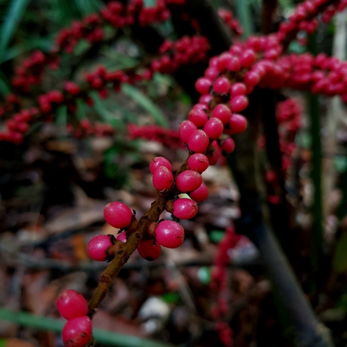 Image of Licuala ferruginea by (c) pbsg, some rights reserved (CC BY)