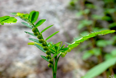 Phyllanthus urinaria