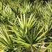 Saw Palmetto - Photo (c) thehaplesshiker, some rights reserved (CC BY-NC)