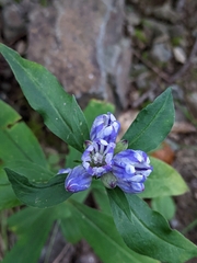Gentiana saponaria