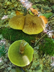 Suillus cavipes