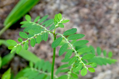 Phyllanthus urinaria