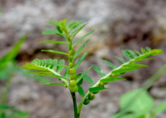 Phyllanthus urinaria