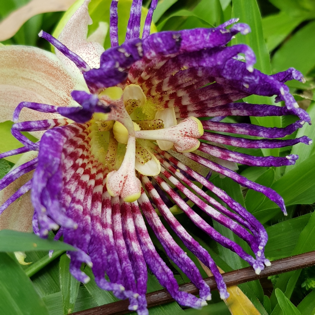 Dưa tây – Passiflora laurifolia