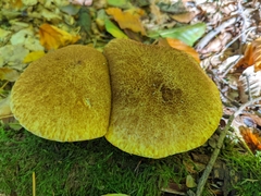 Suillus cavipes