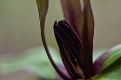 Trillium viridescens