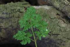 Anthriscus sylvestris