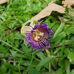 Passiflora laurifolia
