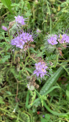 Phacelia tanacetifolia