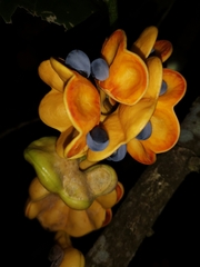 Archidendron lucyi