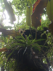 Calanthe arcuata