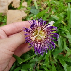 Passiflora laurifolia