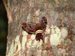 Amphion floridensis