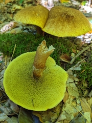Suillus cavipes