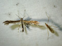 Dejongia lobidactylus